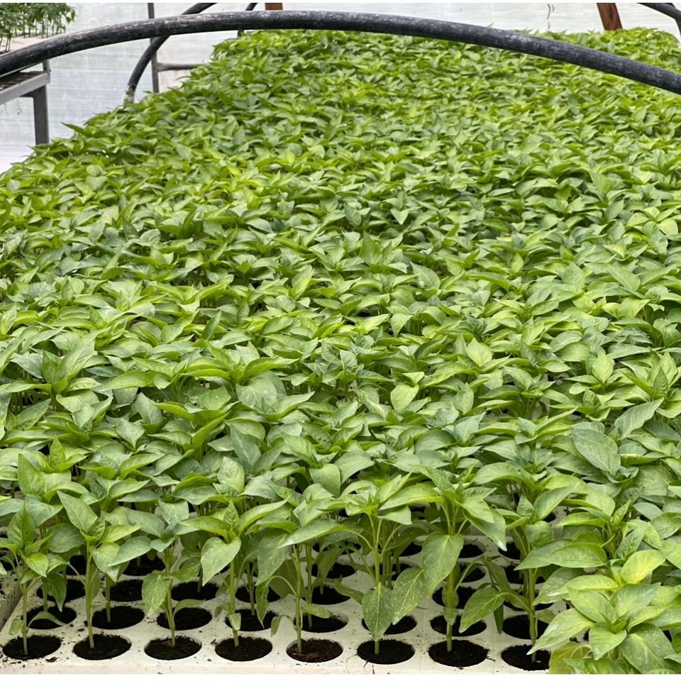 Paprika