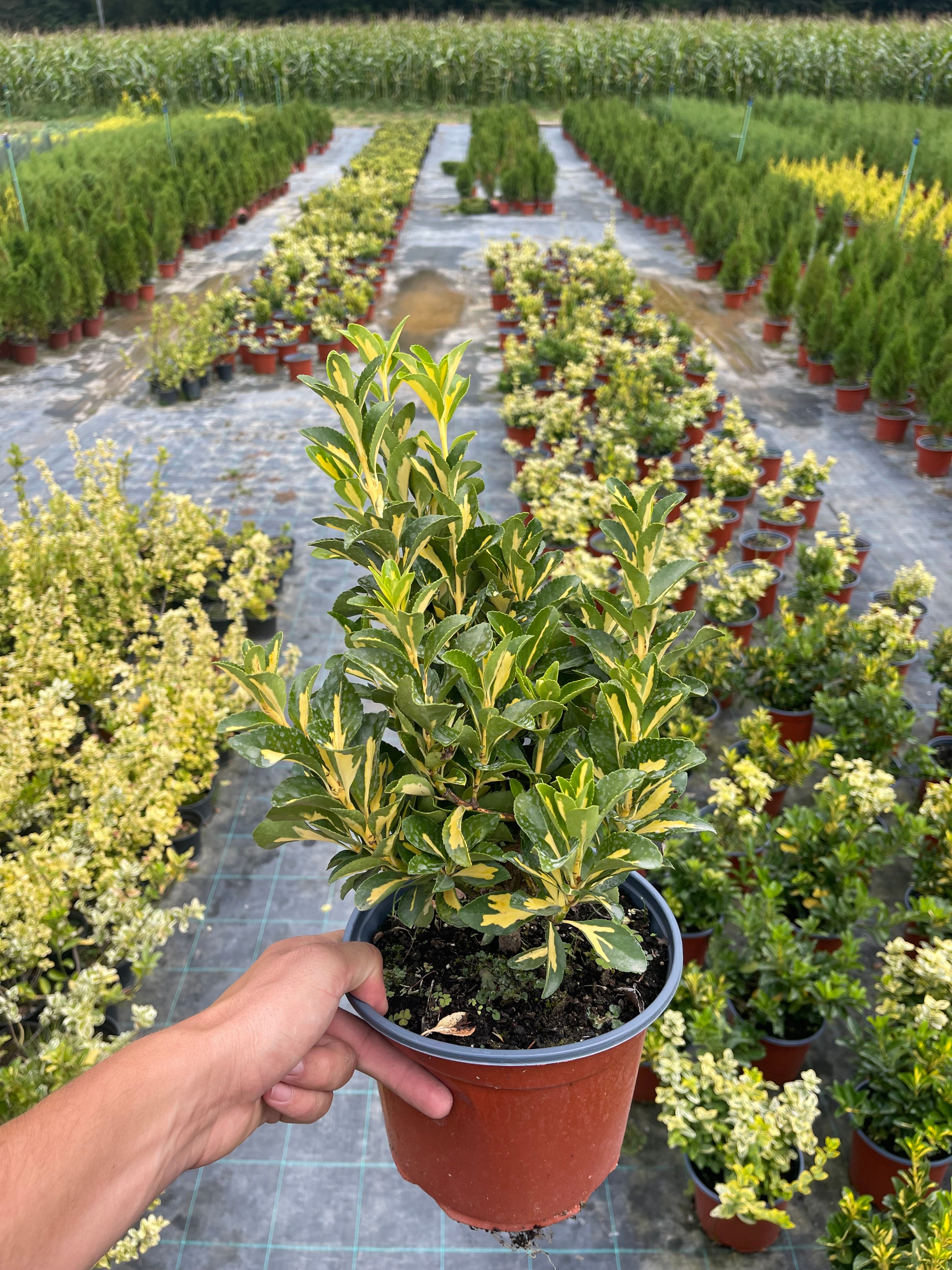 Eounymus Gold Queen