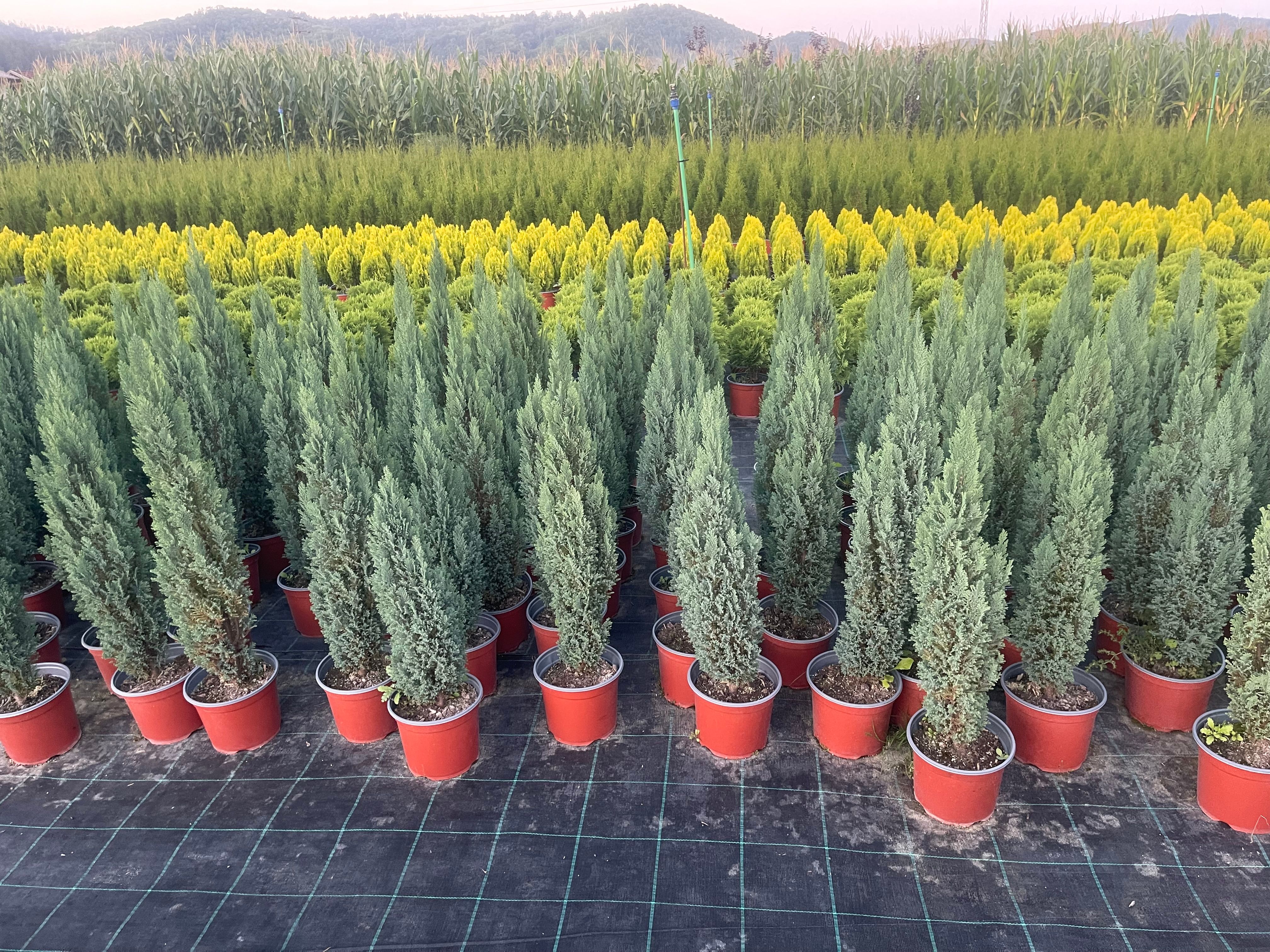 Chamaecyparis lawsoniana "Blue Surprise"
