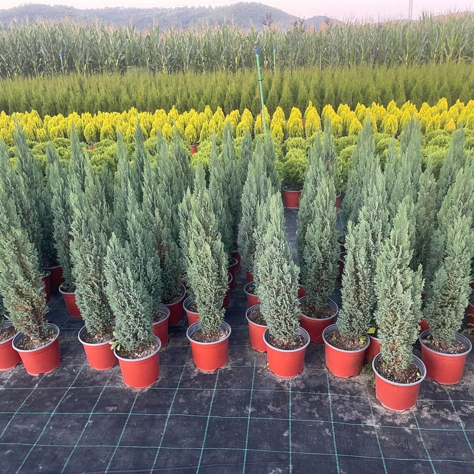 Chamaecyparis lawsoniana "Blue Surprise"
