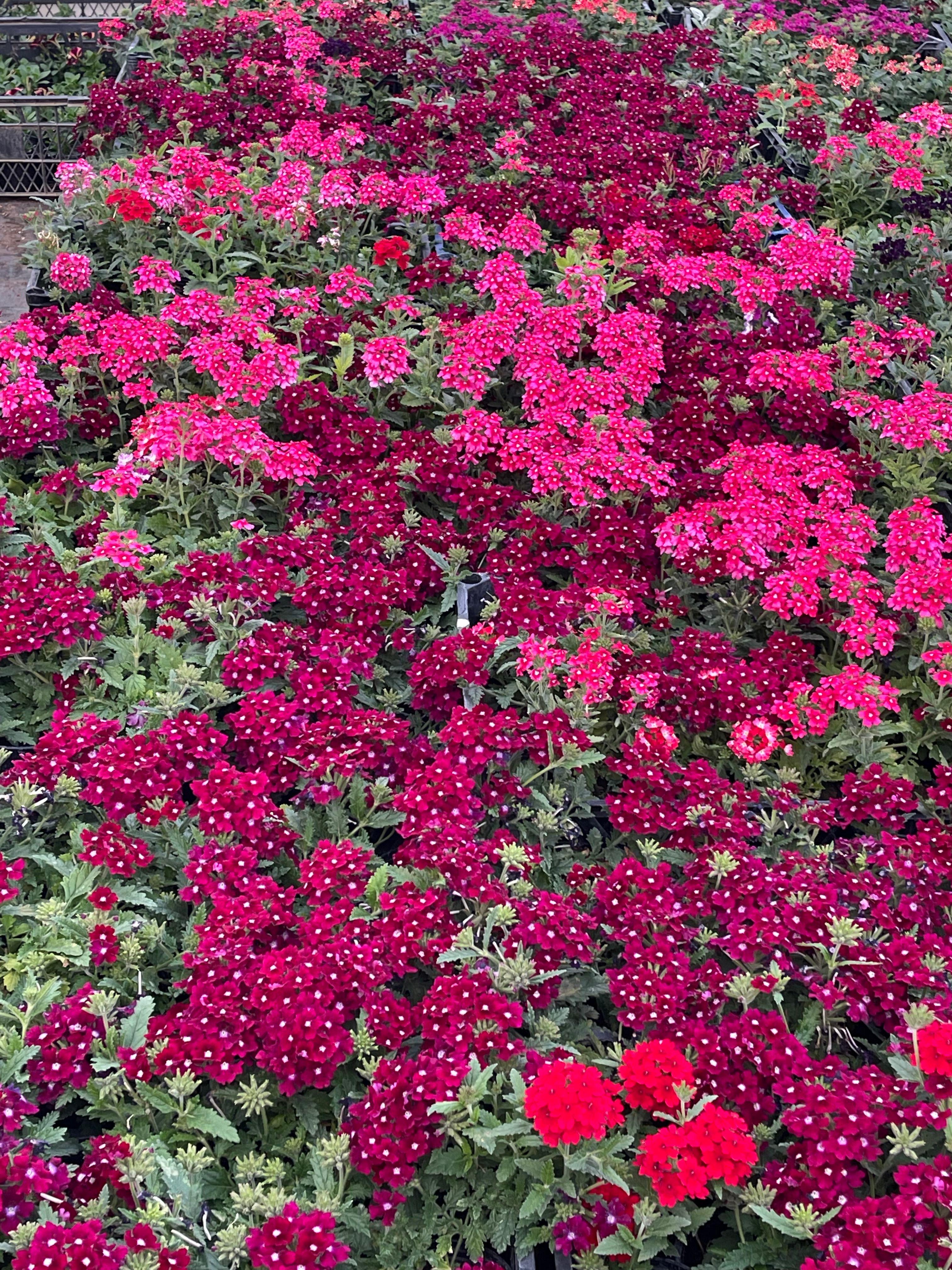 Verbena