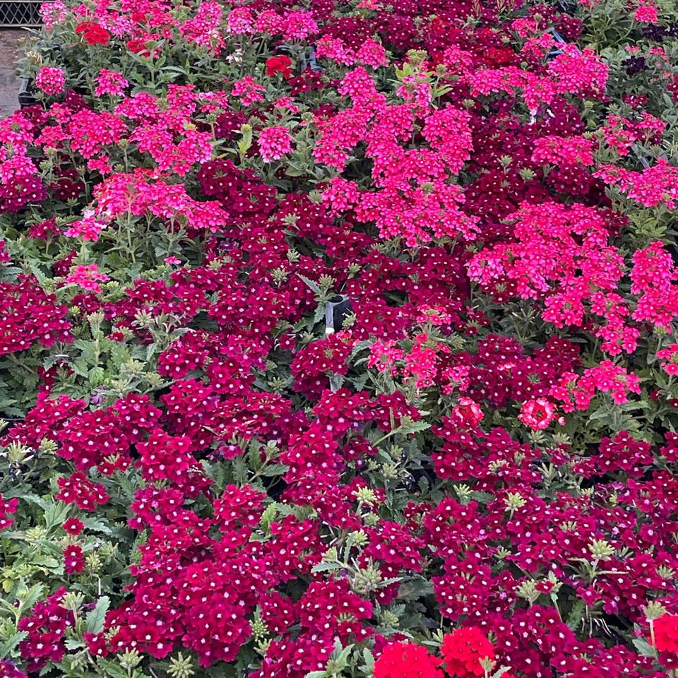 Verbena