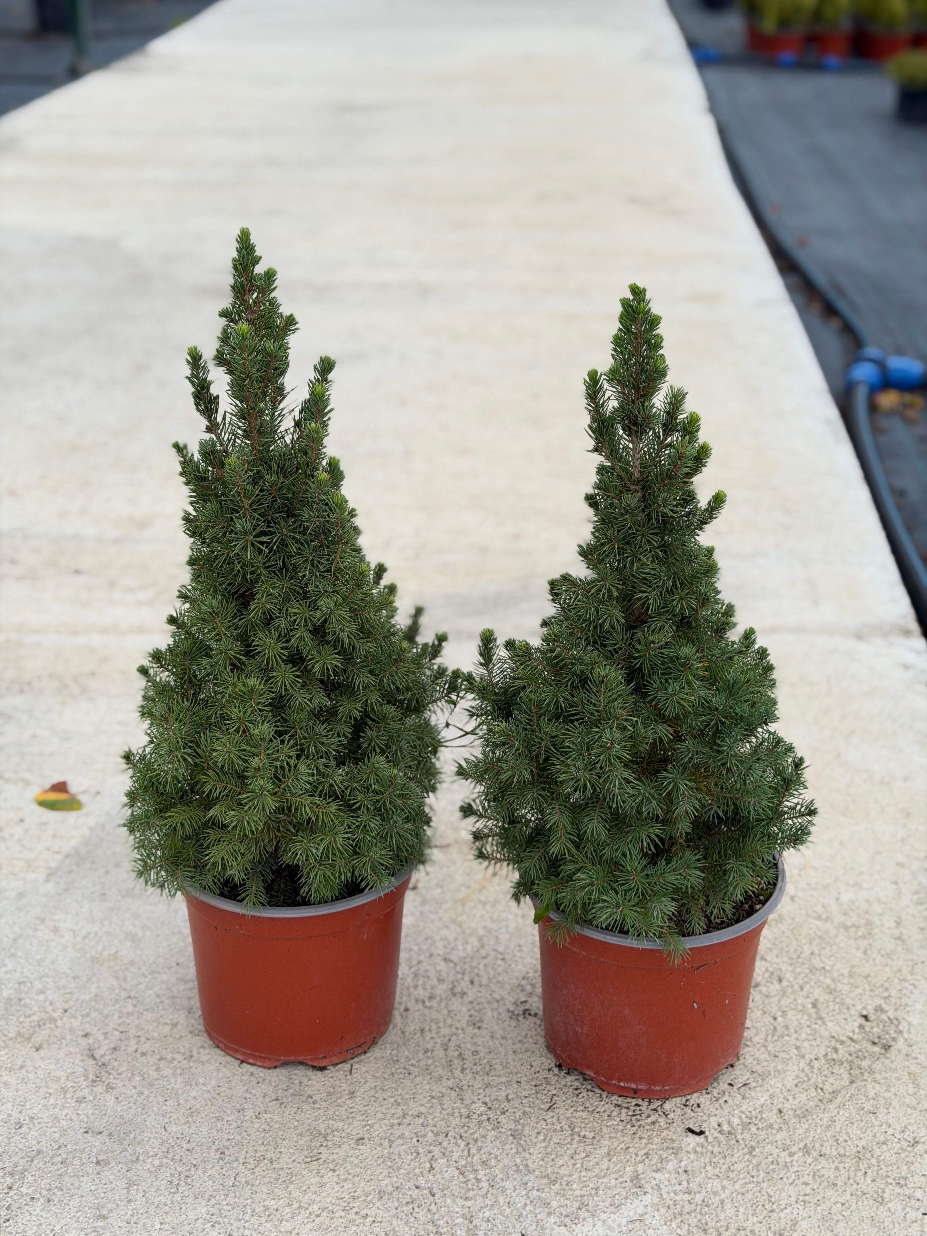 Picea Conica