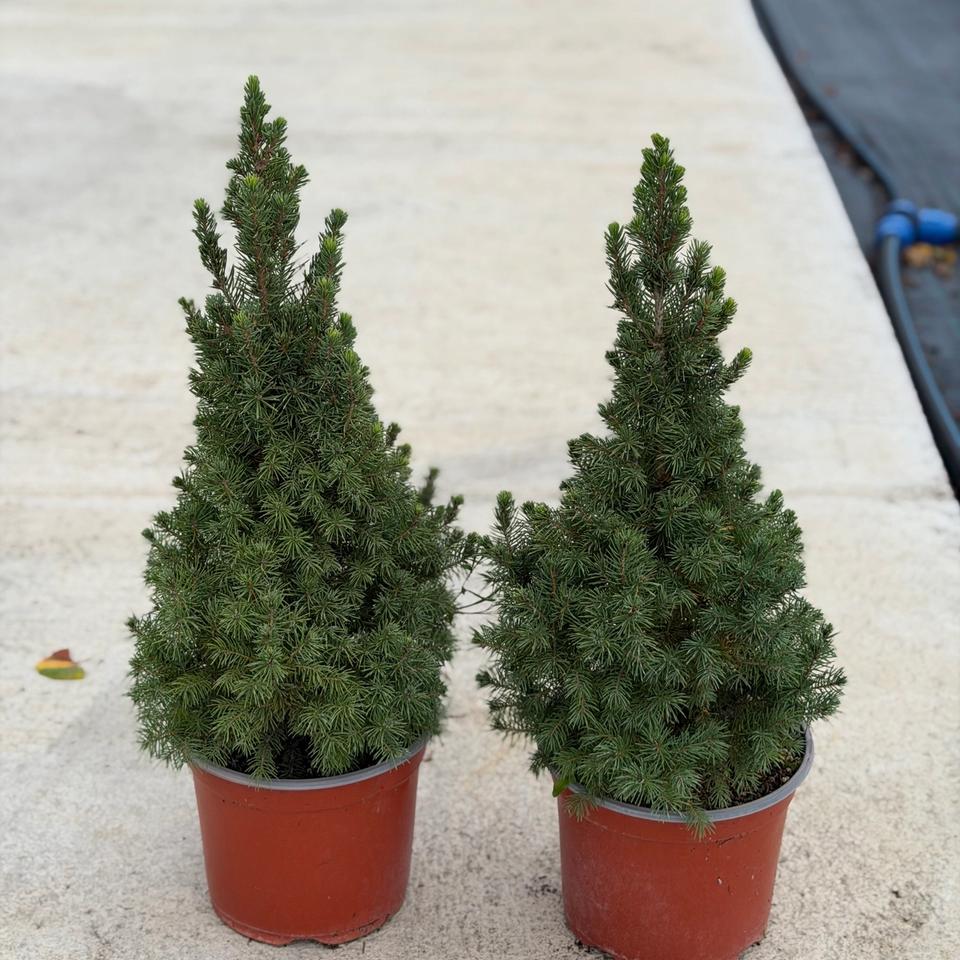 Picea Conica