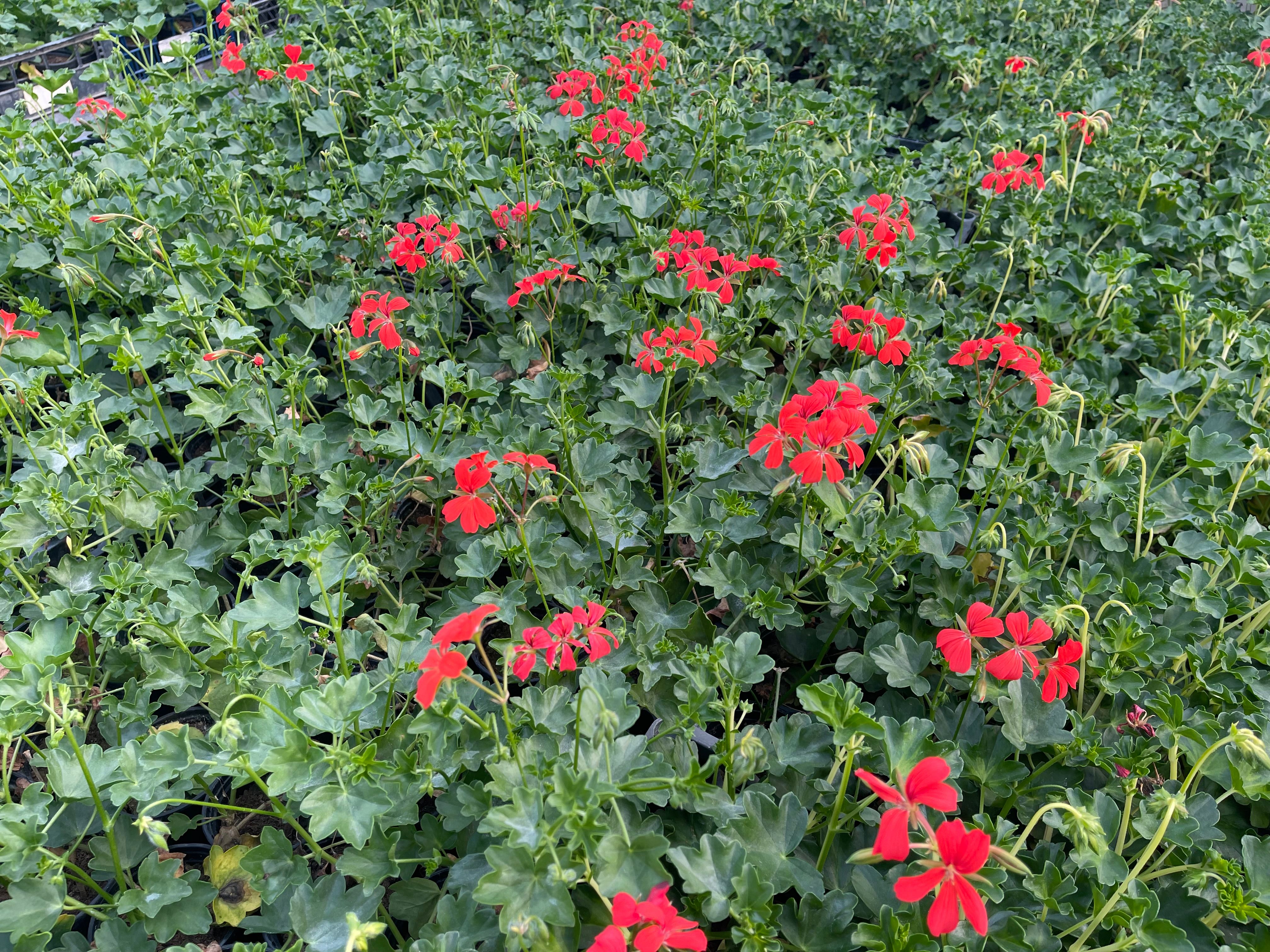 Pelargonija prazna