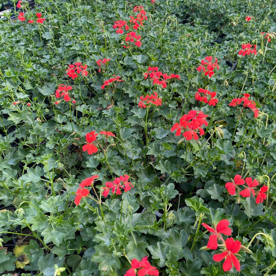 Pelargonija prazna
