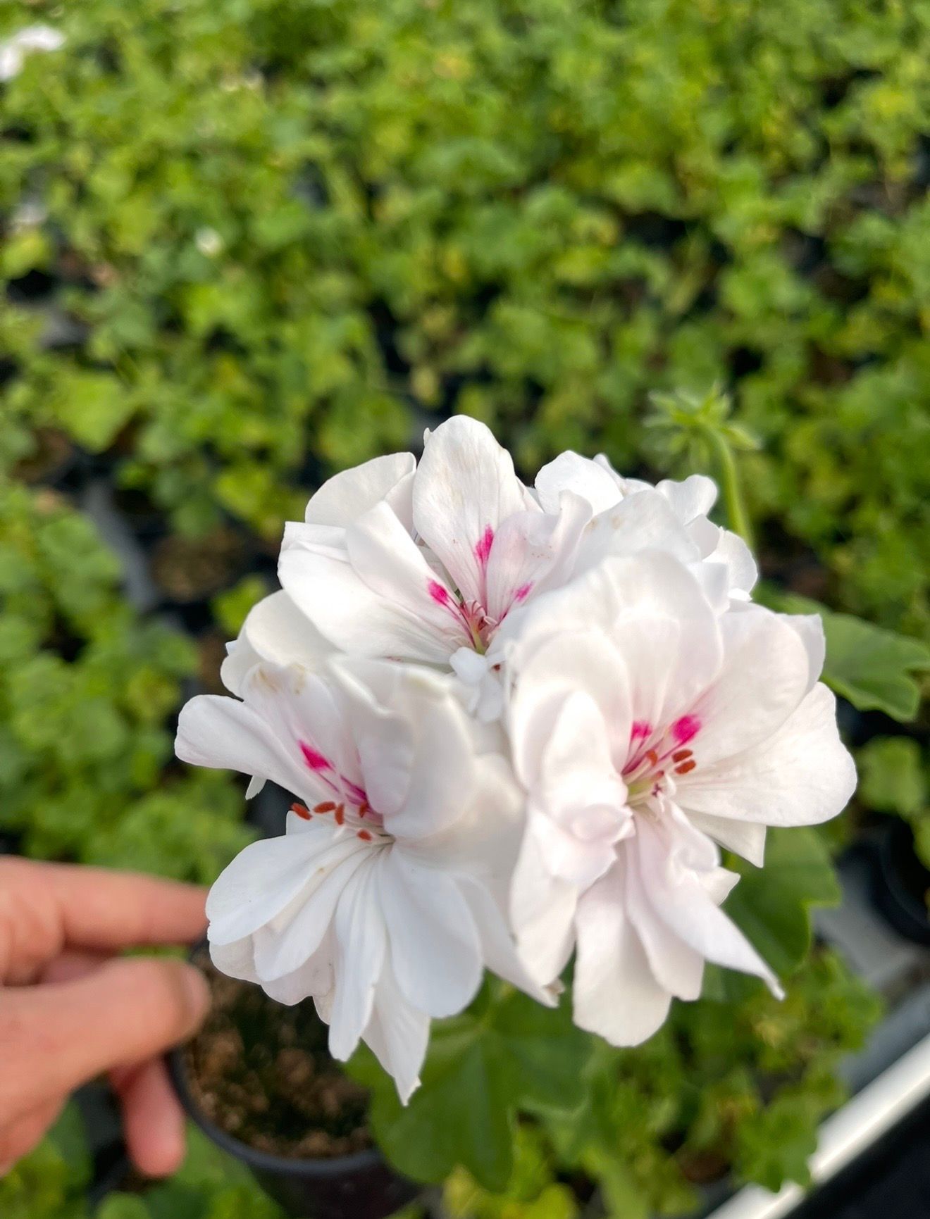 Pelargonija puna