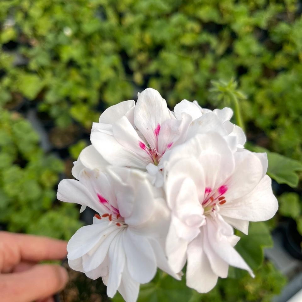 Pelargonija puna