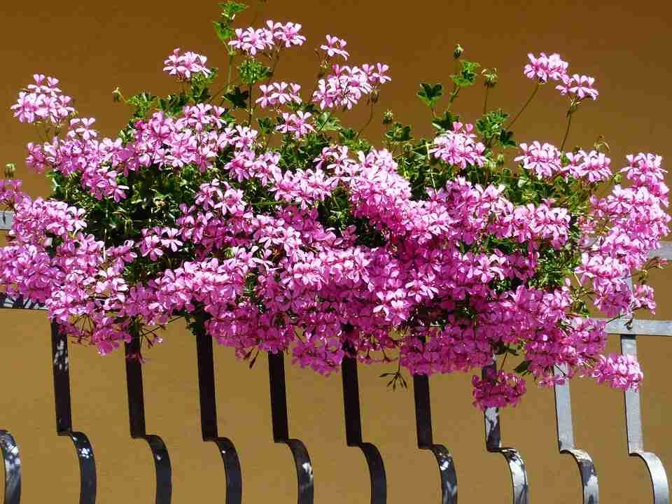 Pelargonija