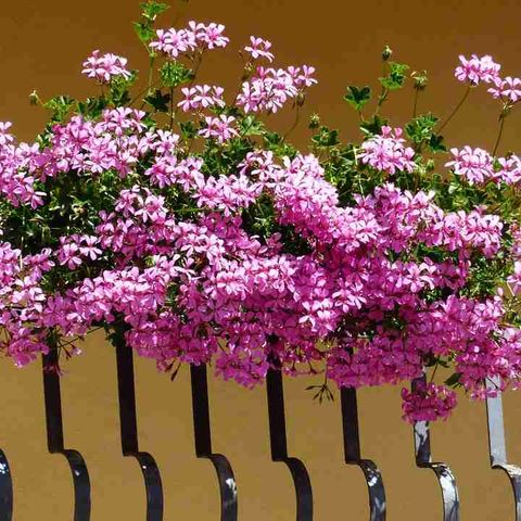 Pelargonija