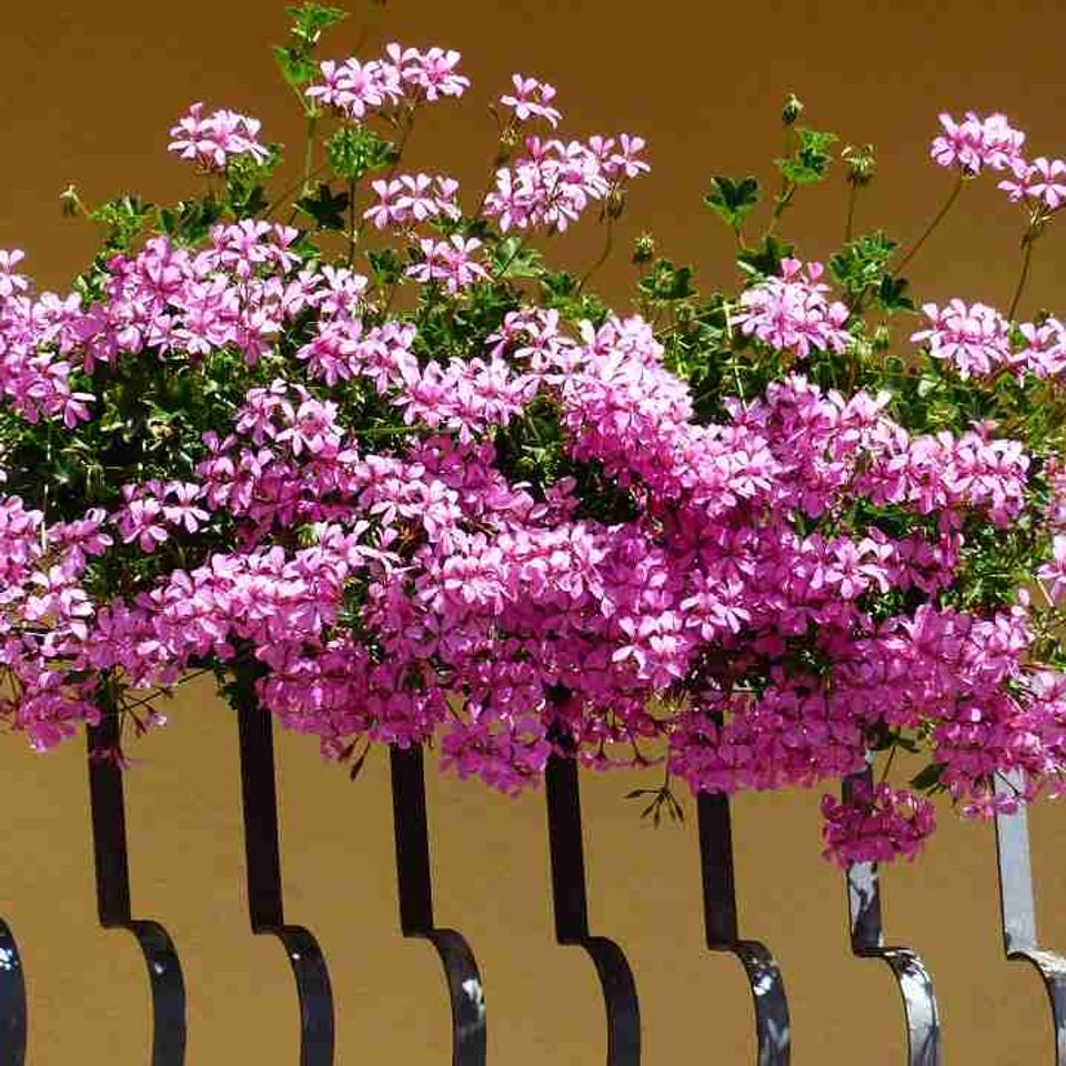 Pelargonija