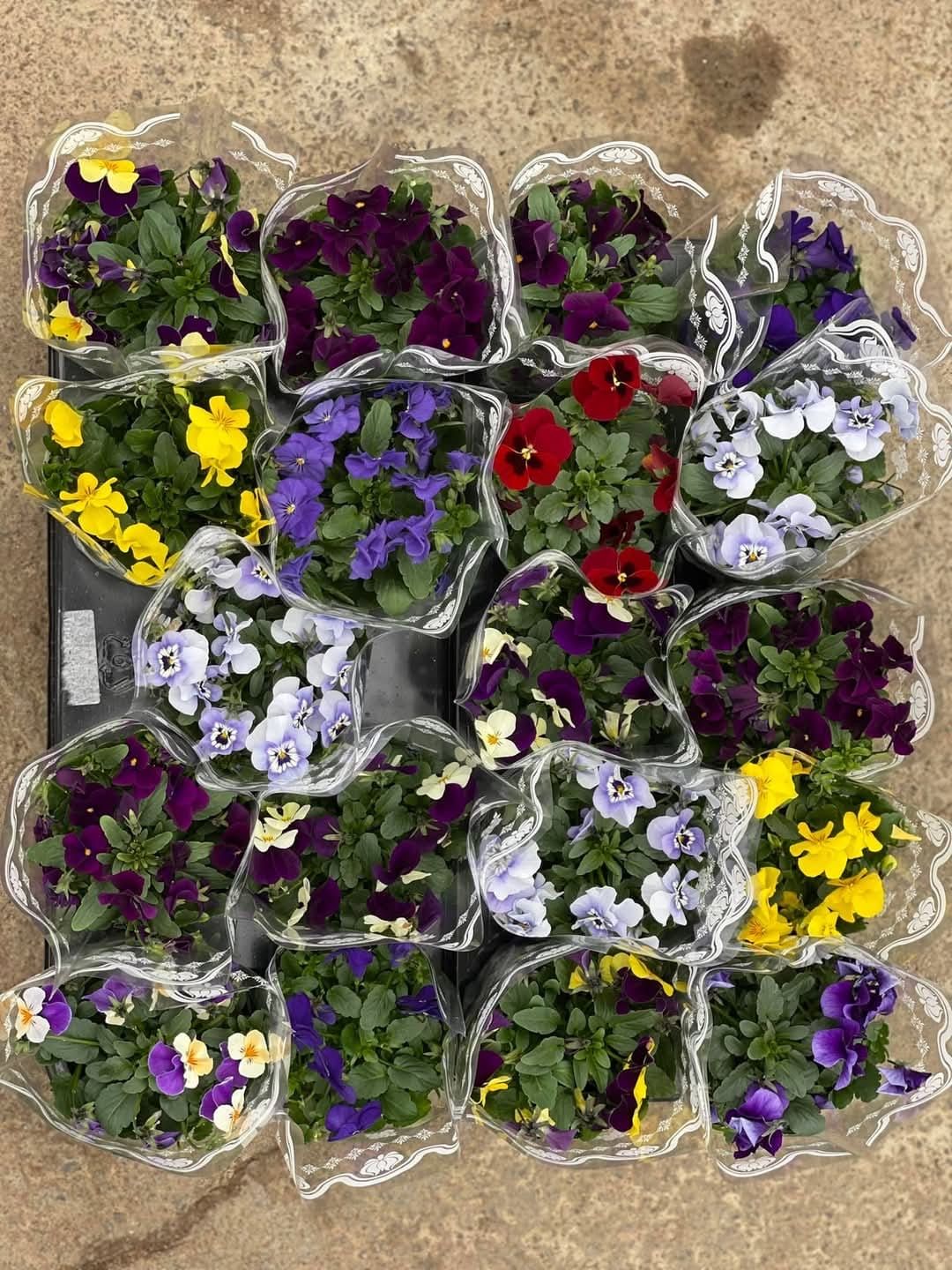 Viola
