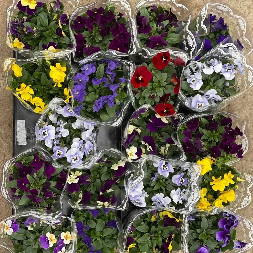 Viola