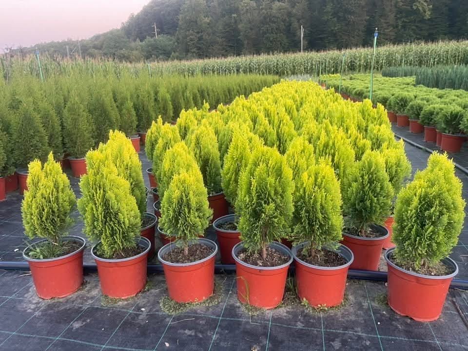 Tuja Aurea Nana