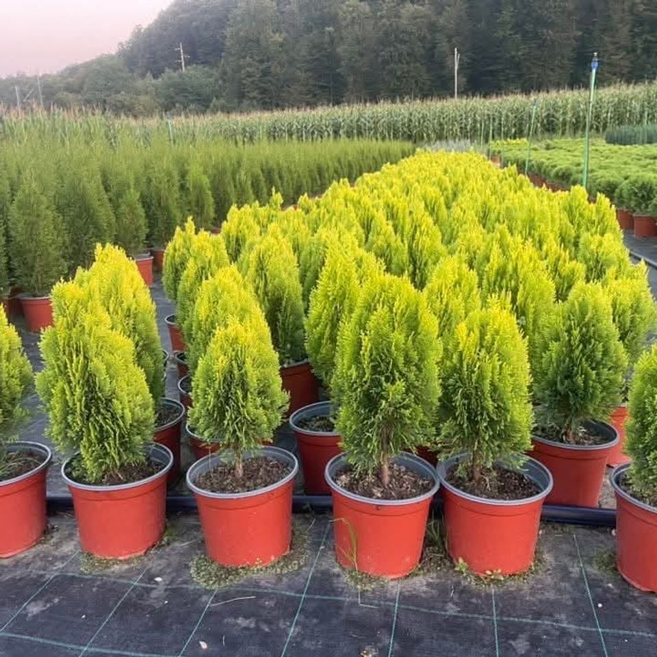 Tuja Aurea Nana
