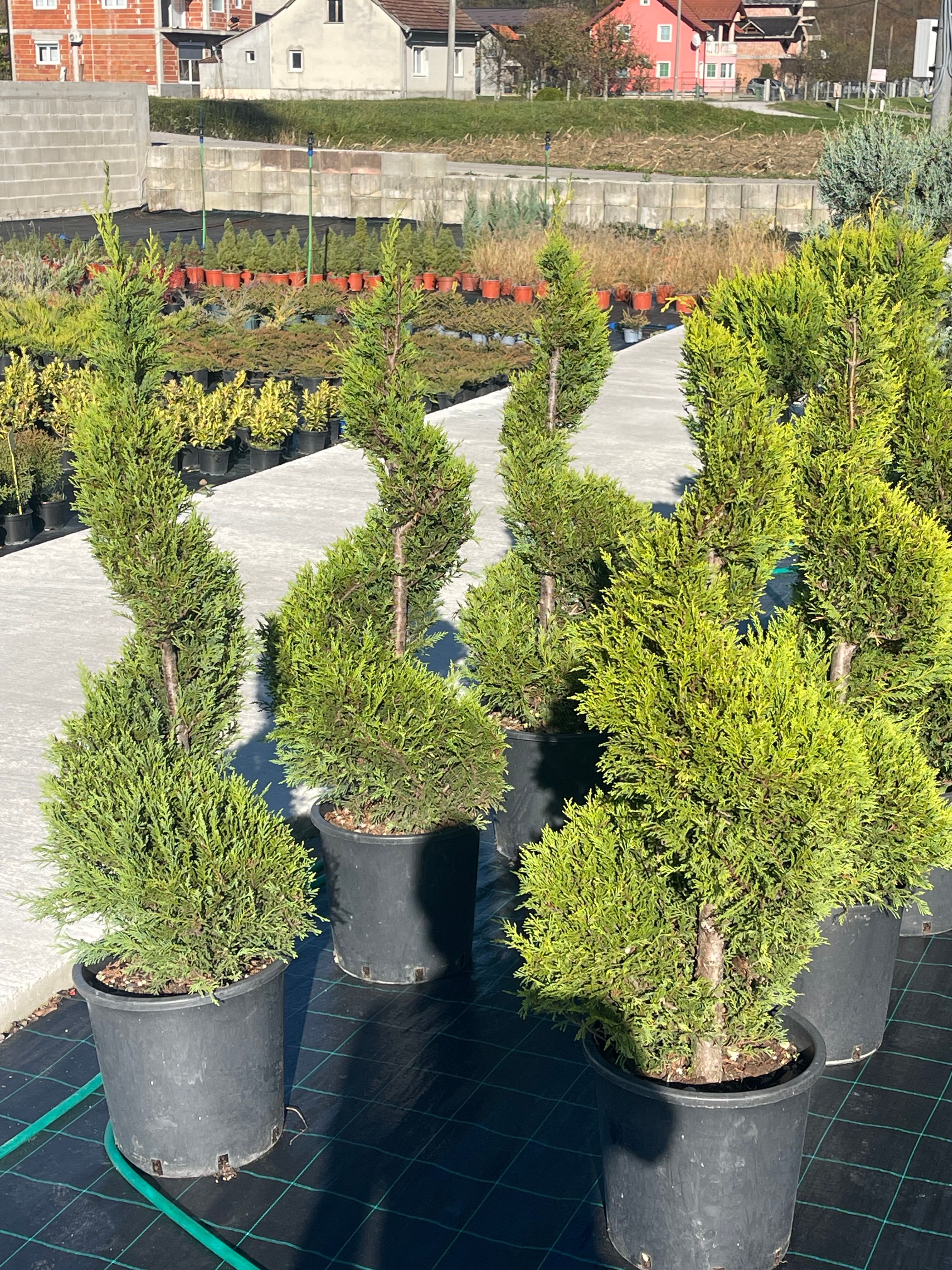 Leylandii spirala