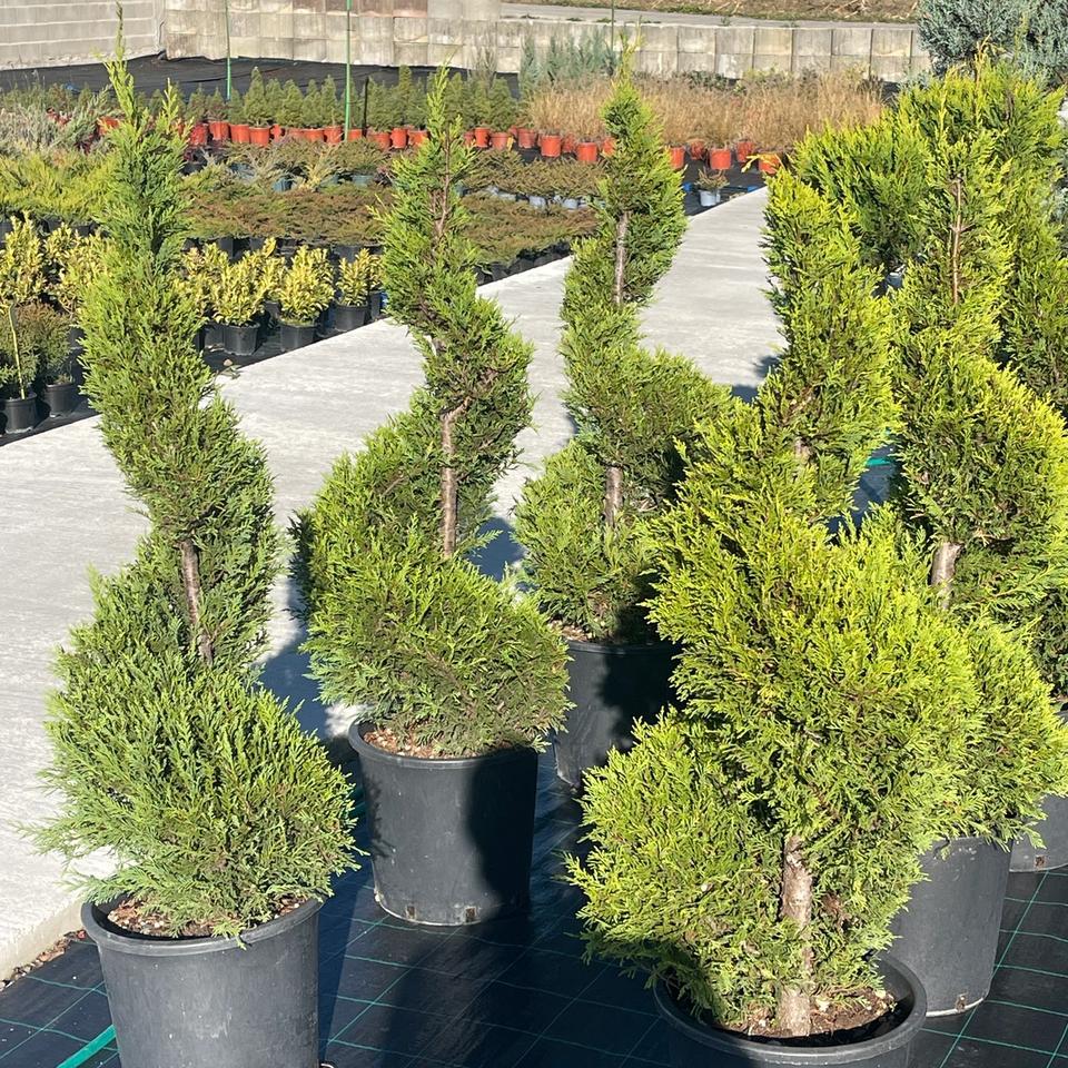 Leylandii spirala