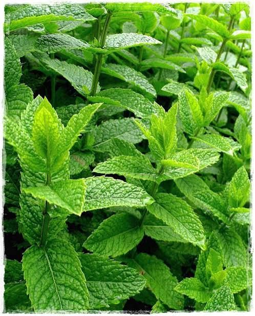 Menta