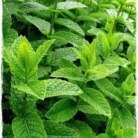 Menta