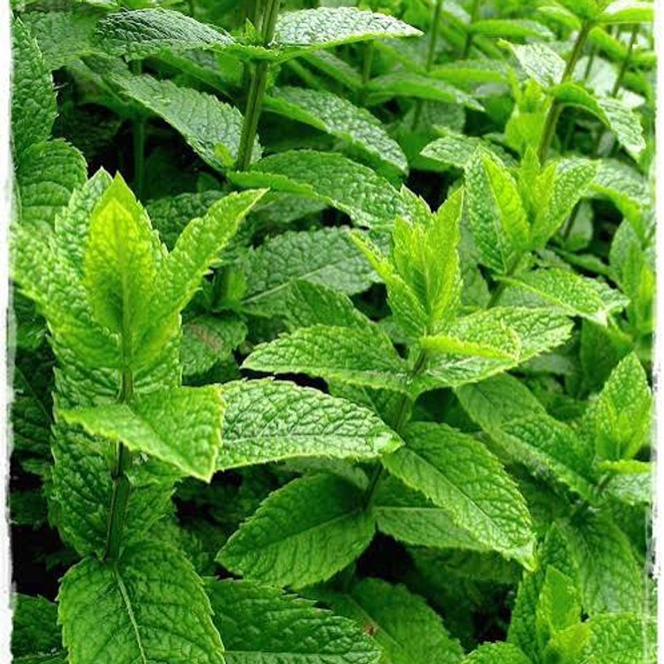 Menta