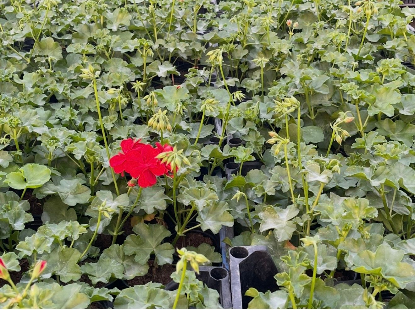 Pelargonija puna