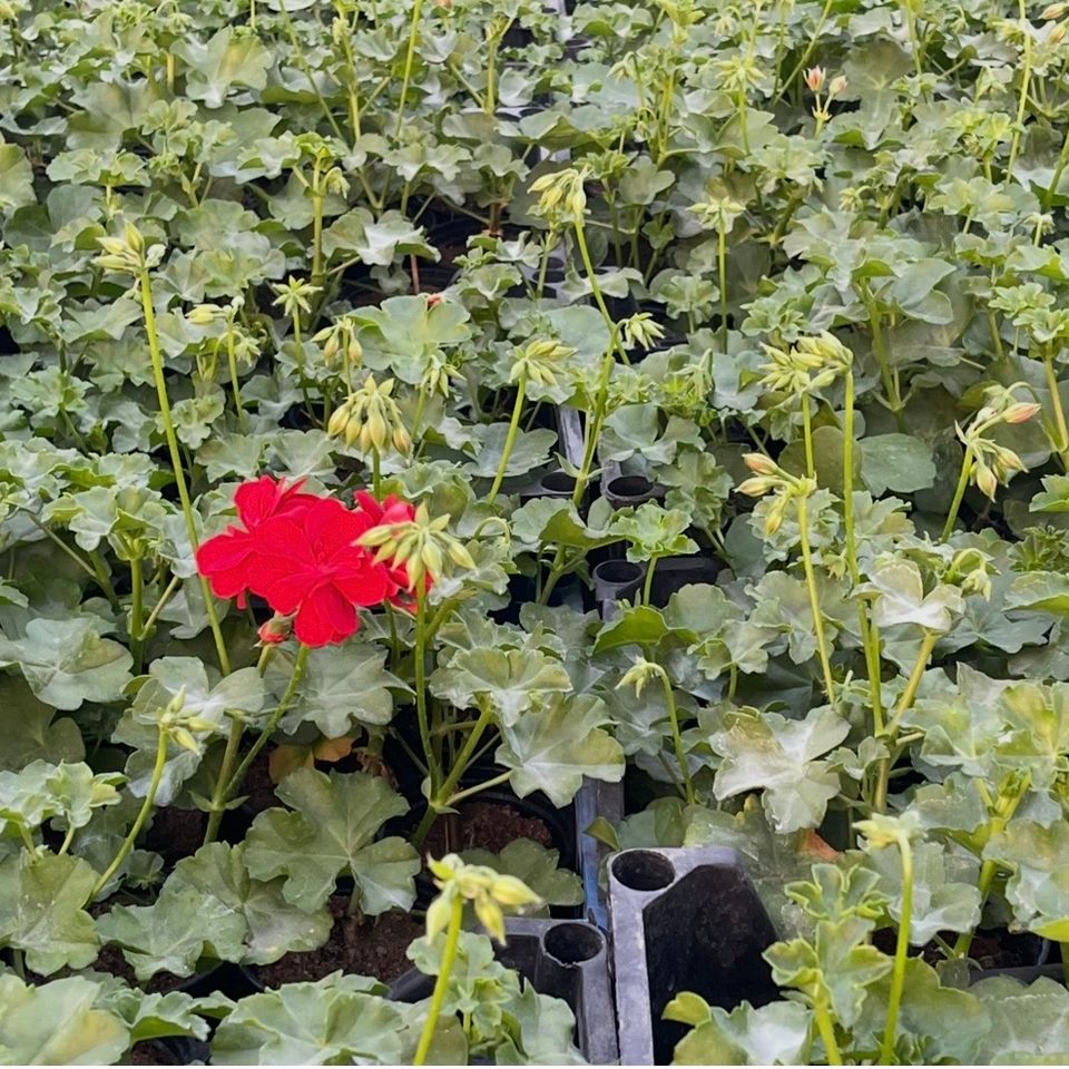 Pelargonija puna