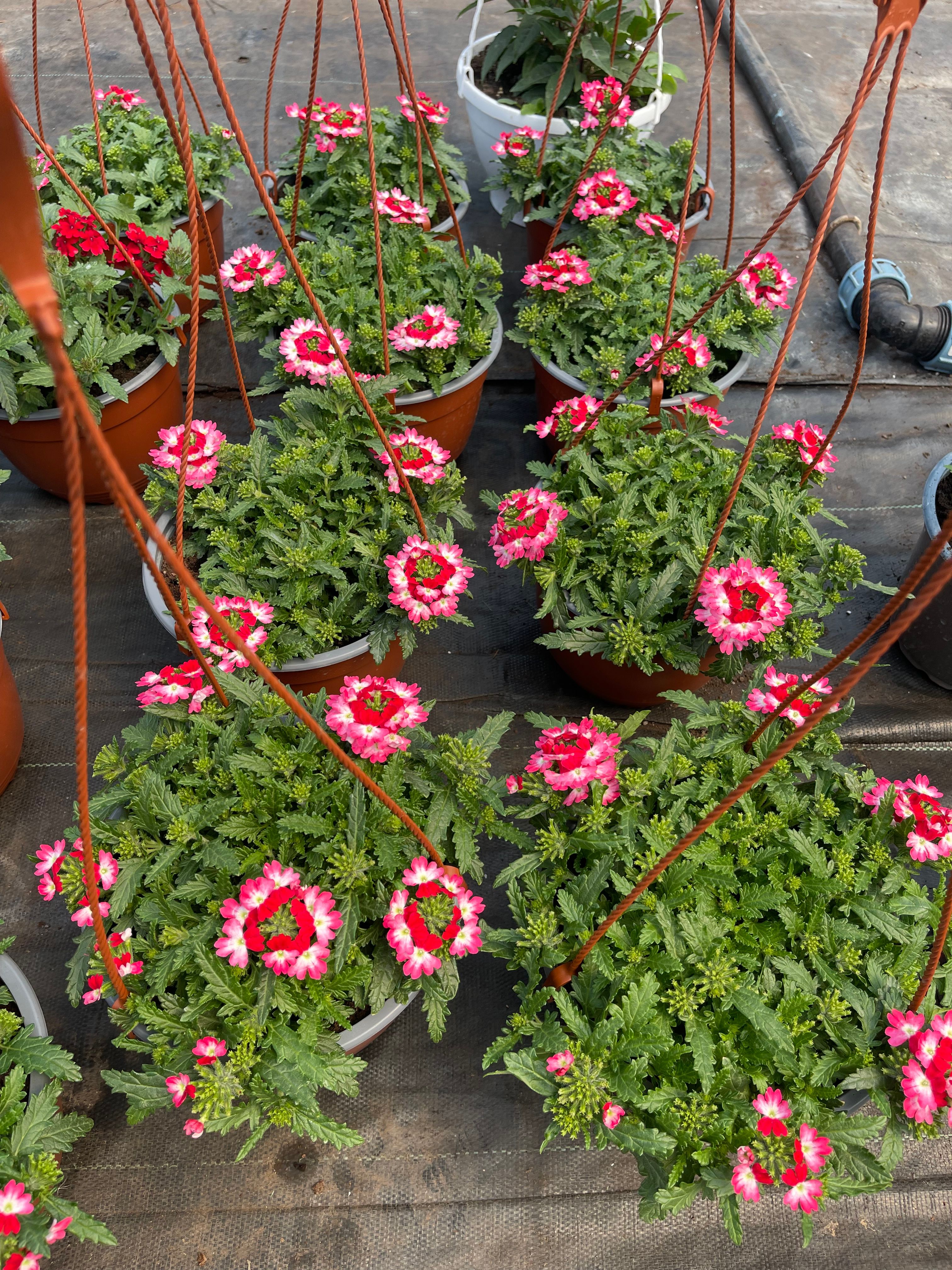Verbena