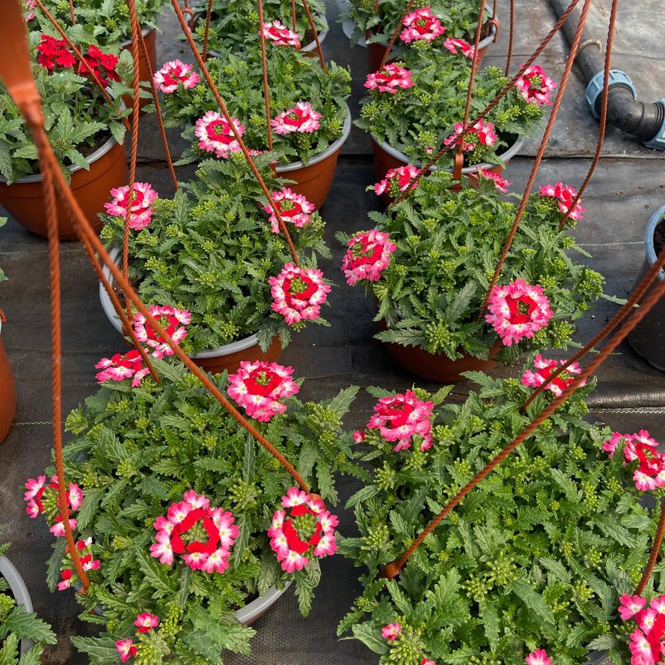 Verbena