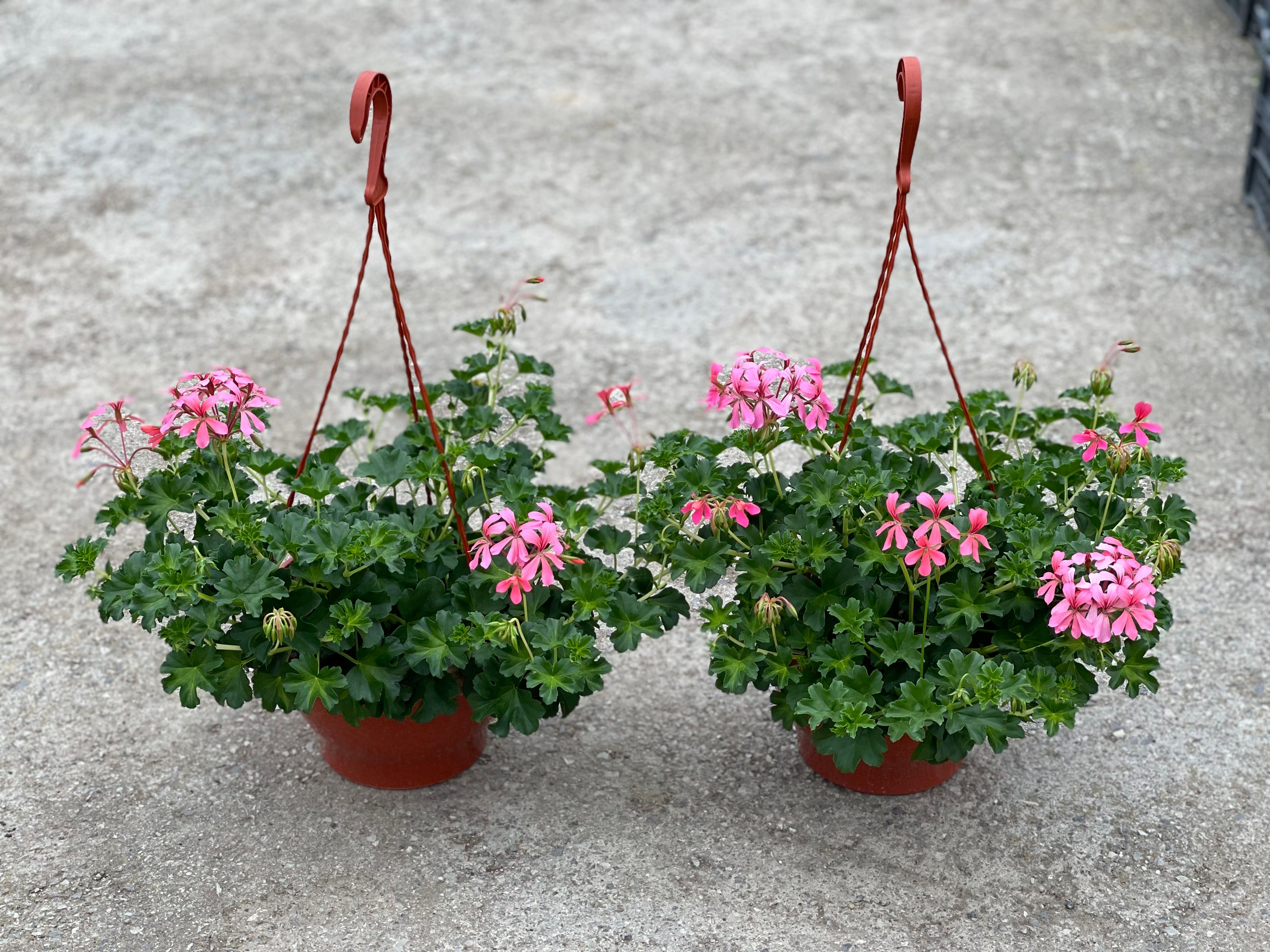 Pelargonija