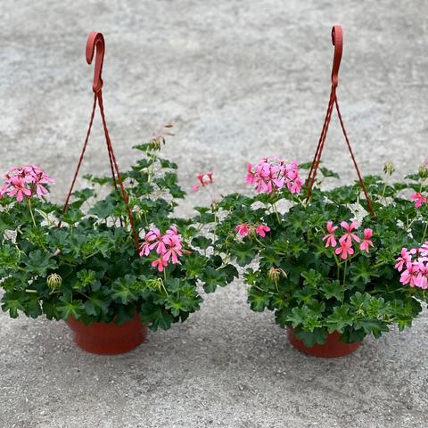Pelargonija
