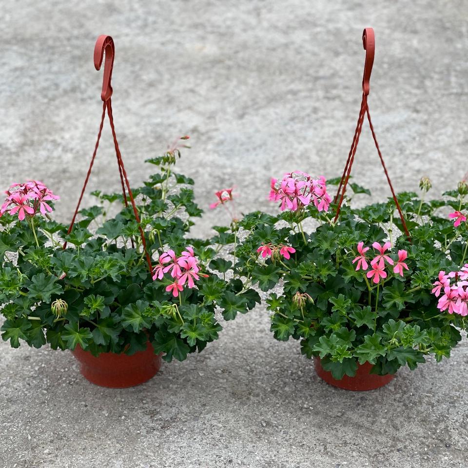 Pelargonija
