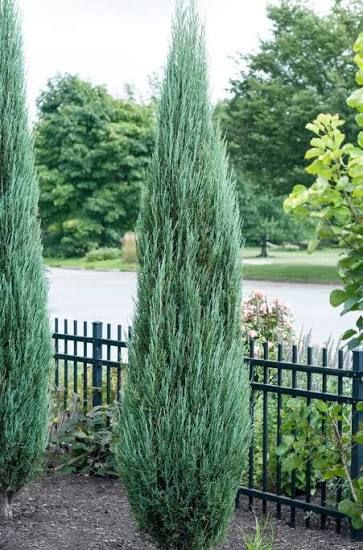 Juniperus “Blue Arrow”