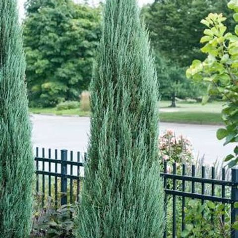 Juniperus “Blue Arrow”