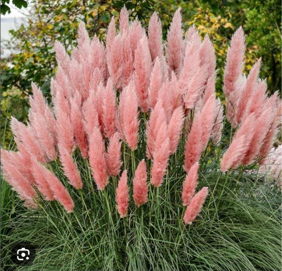 Pampas trava