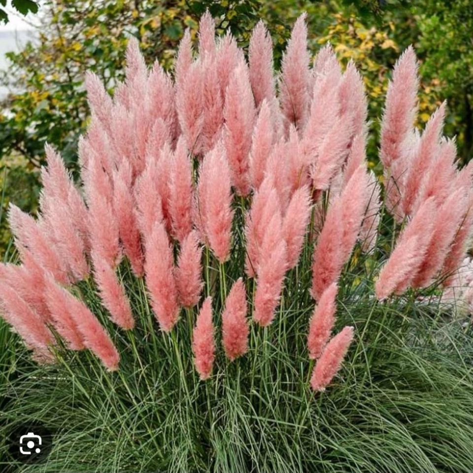 Pampas trava