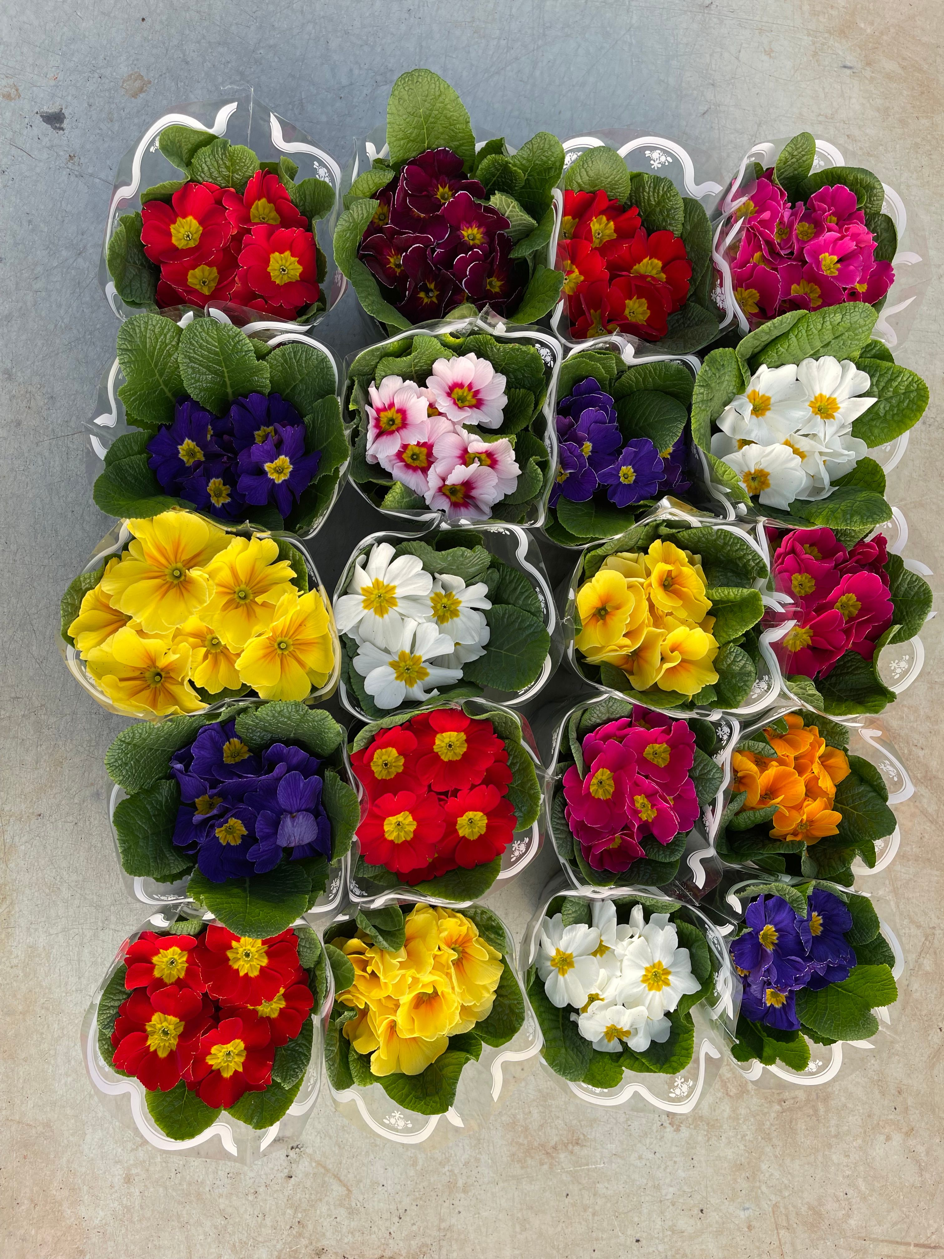 Primula-jagorcevina