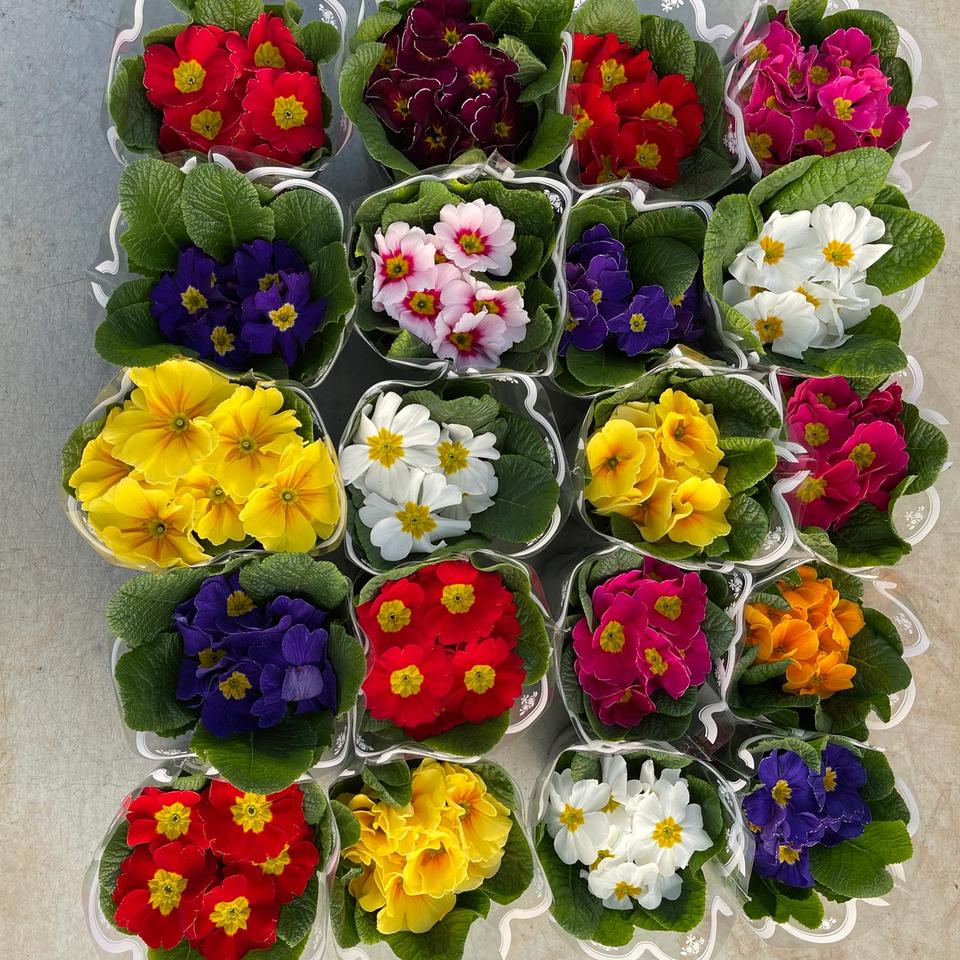 Primula-jagorcevina