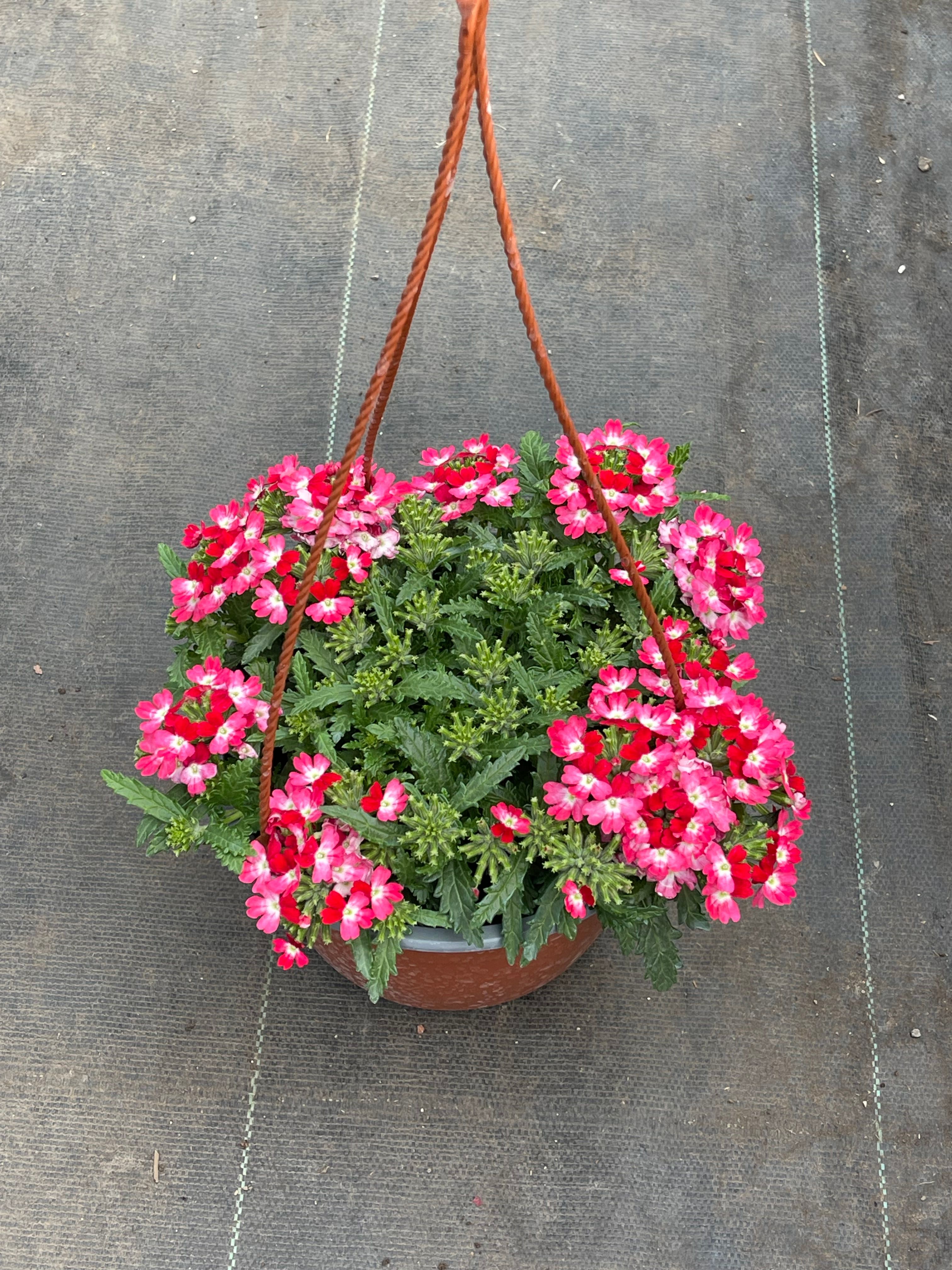 Verbena