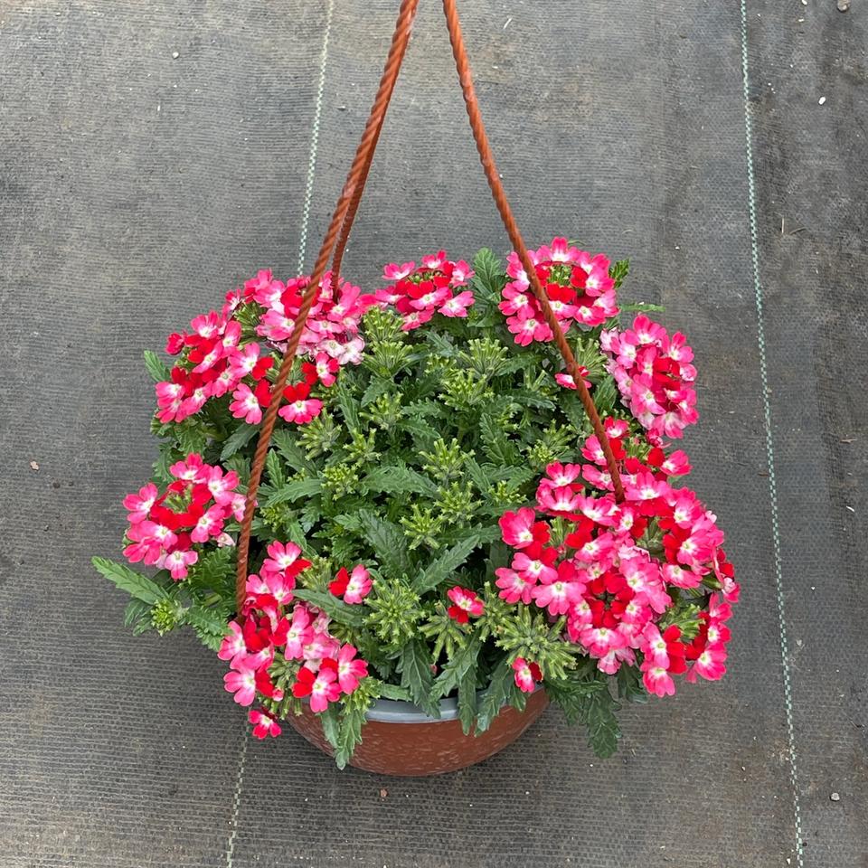 Verbena