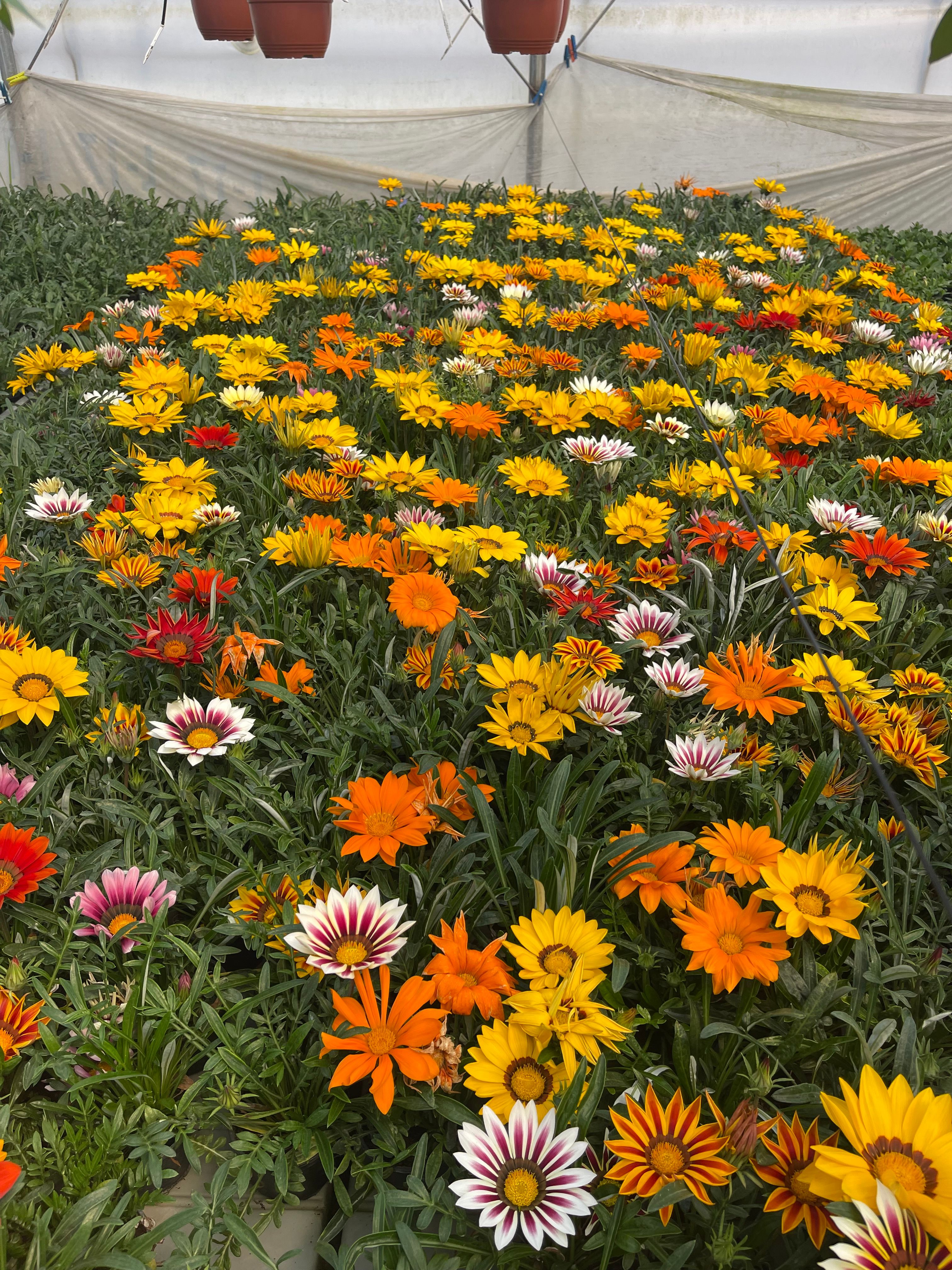 Gazanija