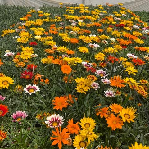 Gazanija