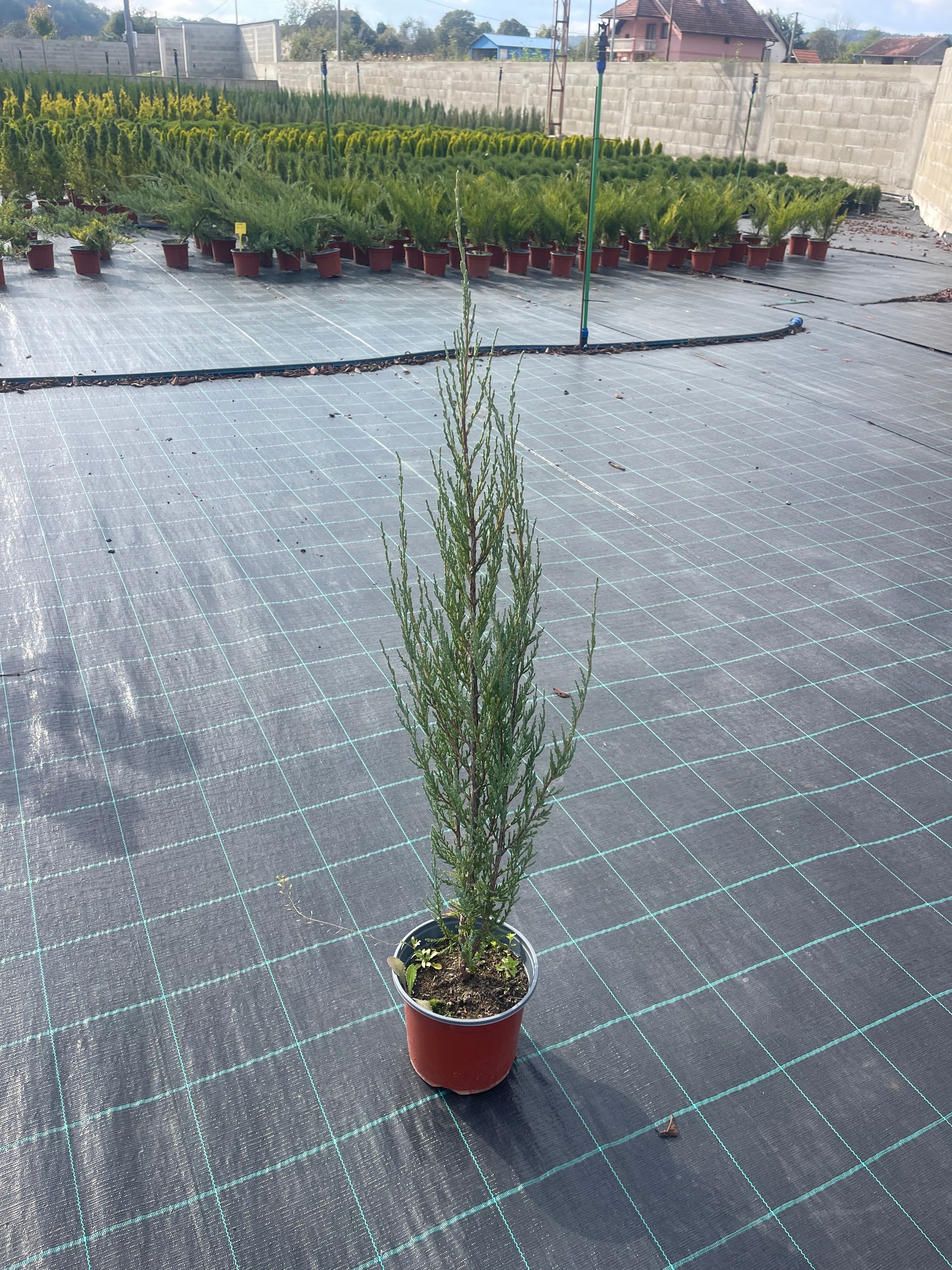 Juniperus “Blue Arrow”