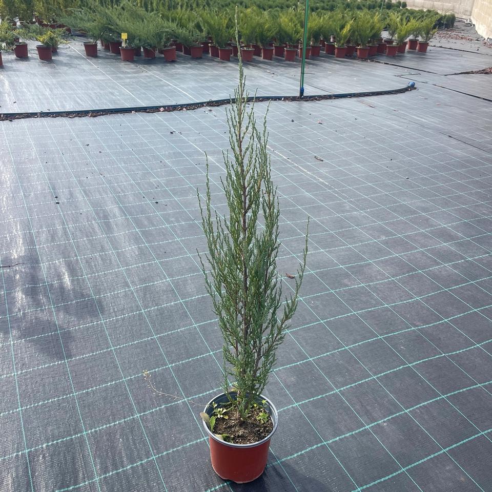 Juniperus “Blue Arrow”