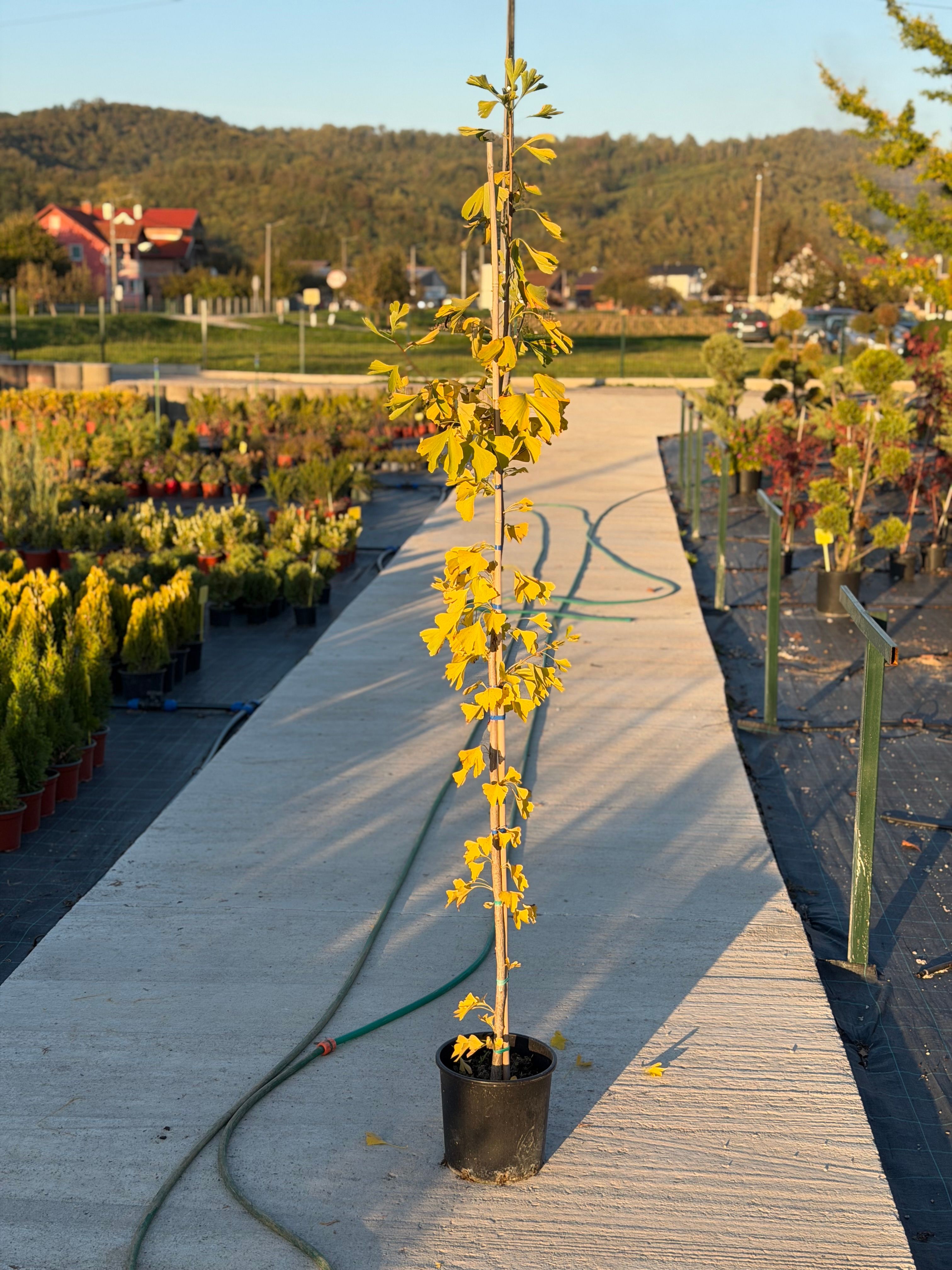 Ginko Biloba