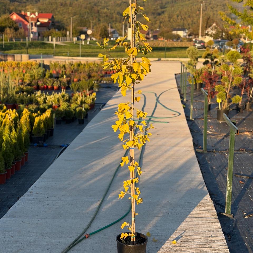 Ginko Biloba