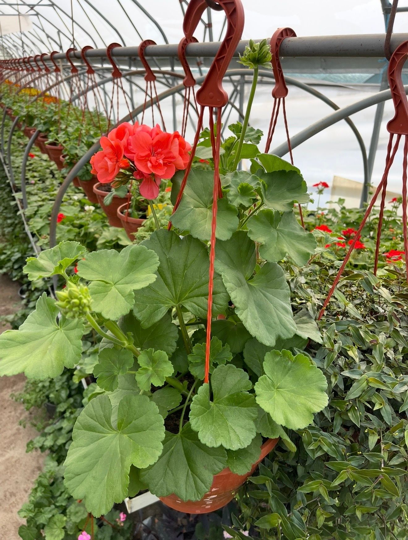 Pelargonija viseca