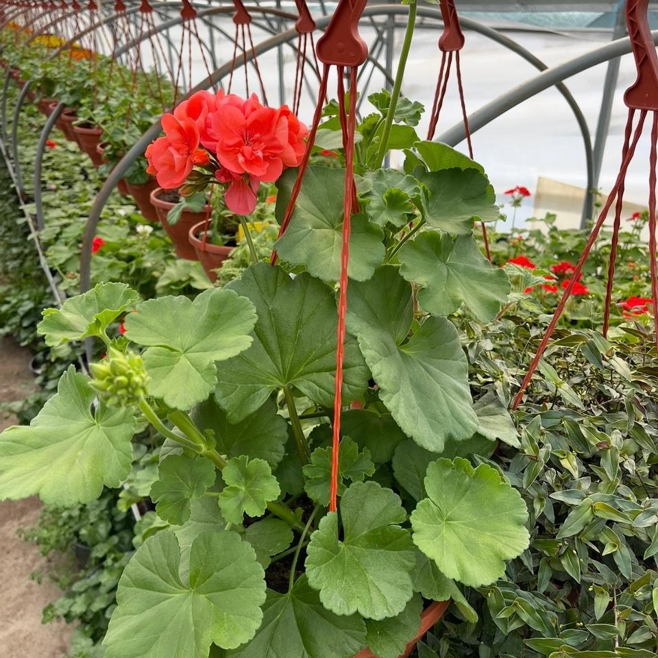 Pelargonija viseca