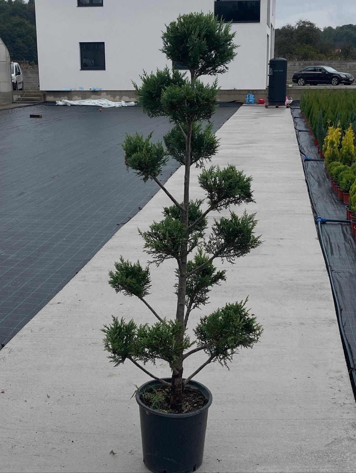 Leylandii pom-pon