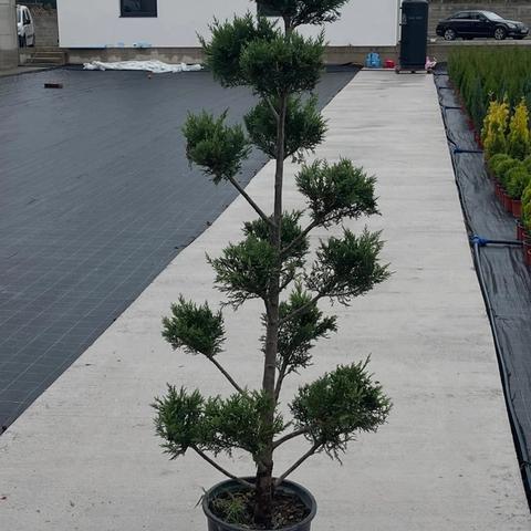 Leylandii pom-pon