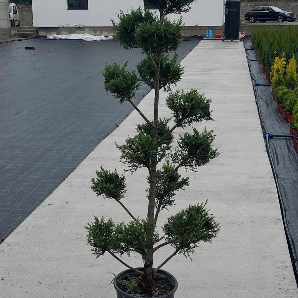 Leylandii pom-pon